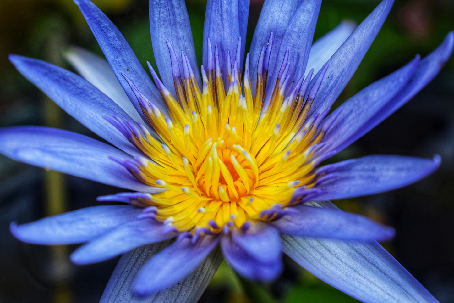 Blue Lotus